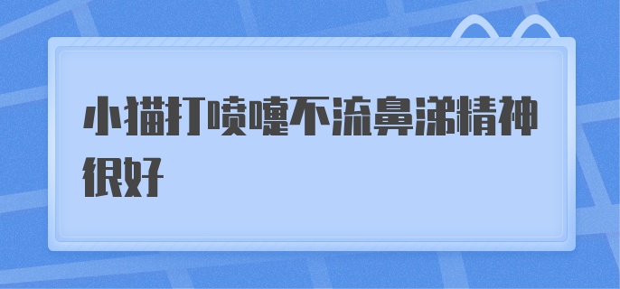 小猫打喷嚏不流鼻涕精神很好