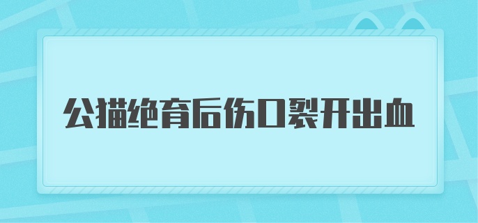 公猫绝育后伤口裂开出血