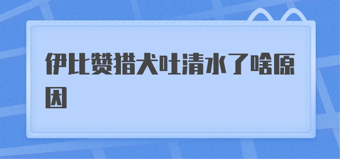 伊比赞猎犬吐清水了啥原因