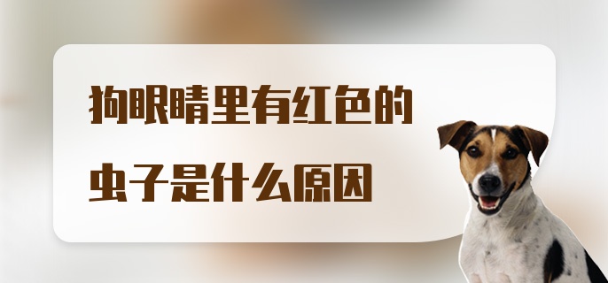 狗眼睛里有红色的虫子是什么原因