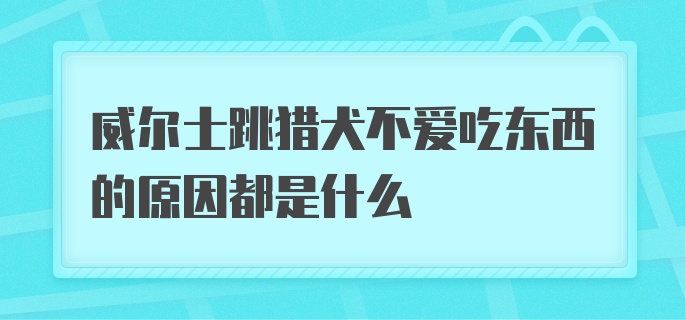 威尔士跳猎犬不爱吃东西的原因都是什么