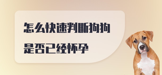 怎么快速判断狗狗是否已经怀孕