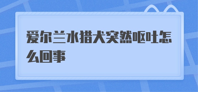 爱尔兰水猎犬突然呕吐怎么回事