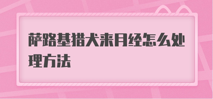 萨路基猎犬来月经怎么处理方法