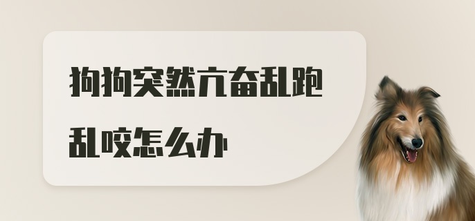 狗狗突然亢奋乱跑乱咬怎么办