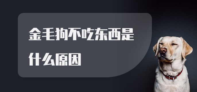 金毛狗不吃东西是什么原因