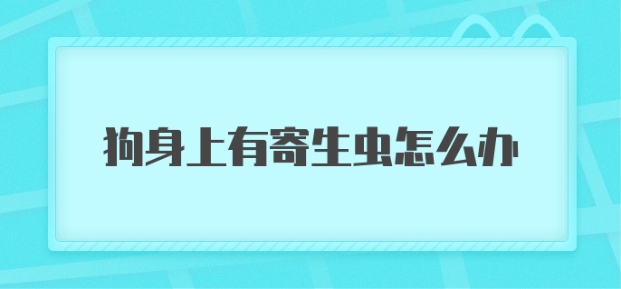 狗身上有寄生虫怎么办