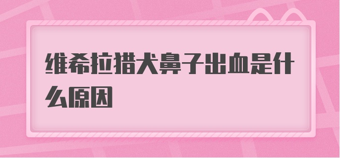 维希拉猎犬鼻子出血是什么原因