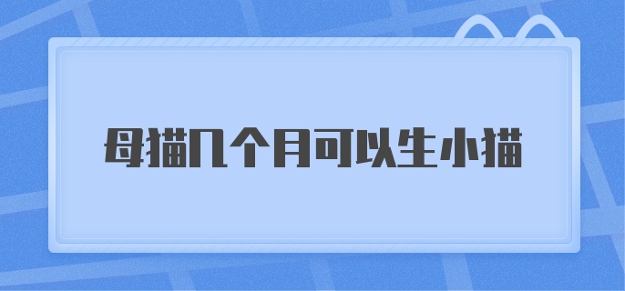 母猫几个月可以生小猫