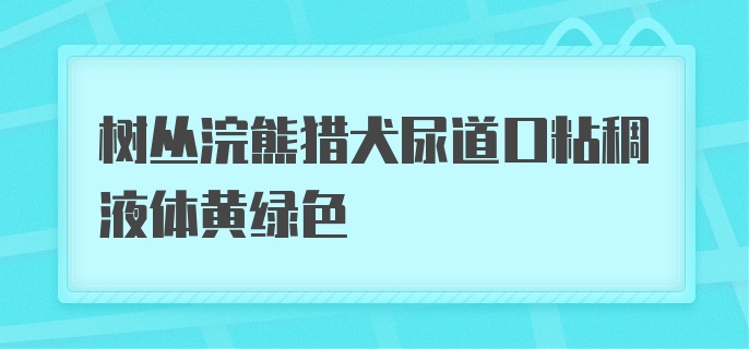 树丛浣熊猎犬尿道口粘稠液体黄绿色