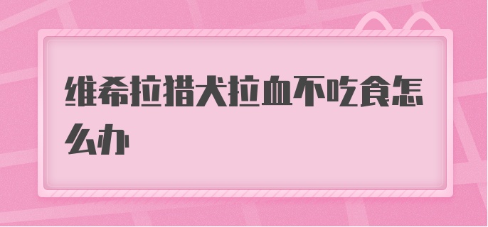 维希拉猎犬拉血不吃食怎么办