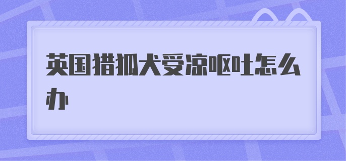 英国猎狐犬受凉呕吐怎么办