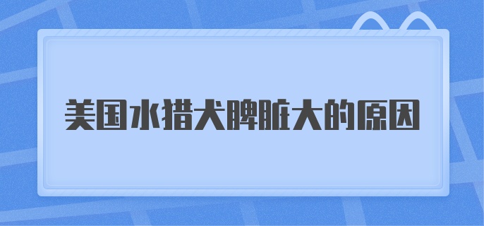 美国水猎犬脾脏大的原因