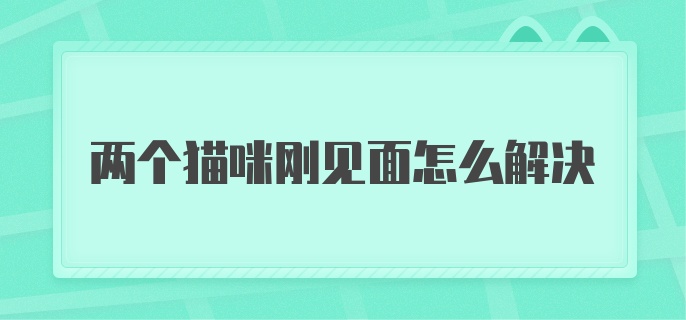 两个猫咪刚见面怎么解决