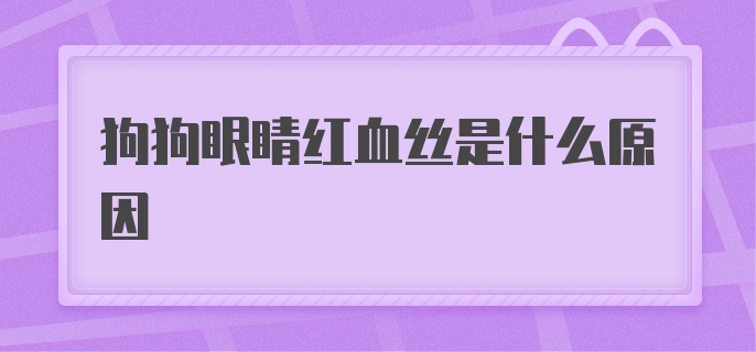 狗狗眼睛红血丝是什么原因