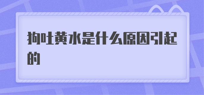 狗吐黄水是什么原因引起的