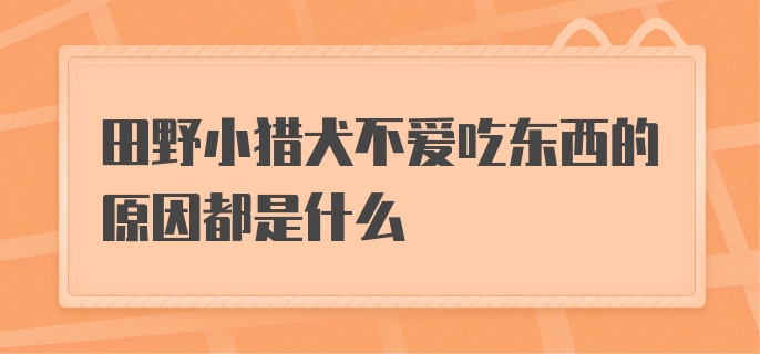 田野小猎犬不爱吃东西的原因都是什么