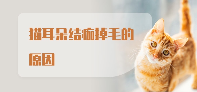 猫耳朵结痂掉毛的原因