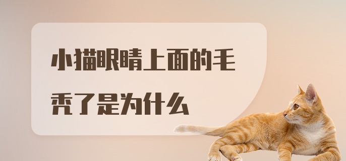 小猫眼睛上面的毛秃了是为什么