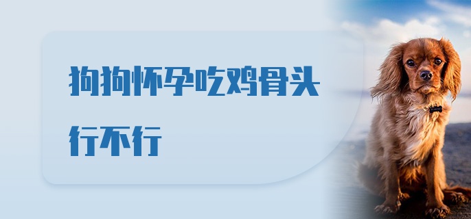 狗狗怀孕吃鸡骨头行不行