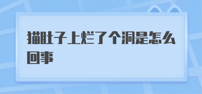 猫肚子上烂了个洞是怎么回事