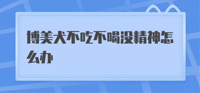 博美犬不吃不喝没精神怎么办