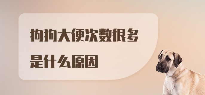 狗狗大便次数很多是什么原因