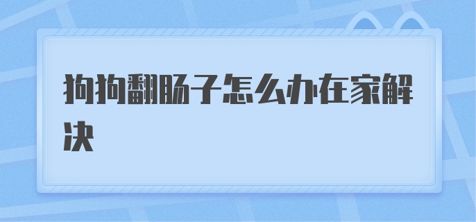 狗狗翻肠子怎么办在家解决