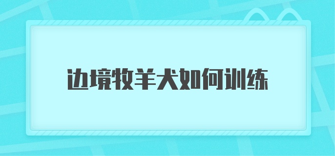 边境牧羊犬如何训练