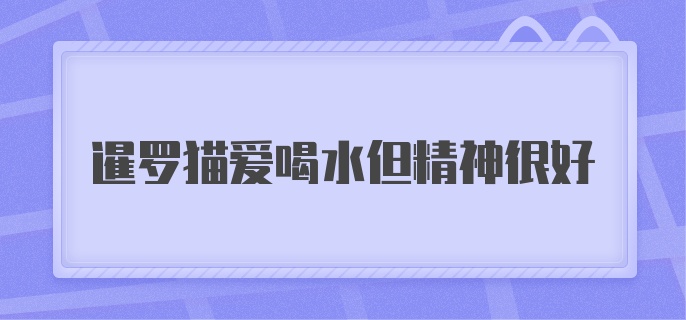 暹罗猫爱喝水但精神很好