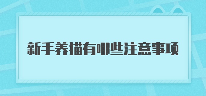 新手养猫有哪些注意事项