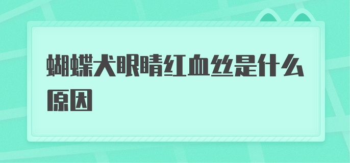 蝴蝶犬眼睛红血丝是什么原因