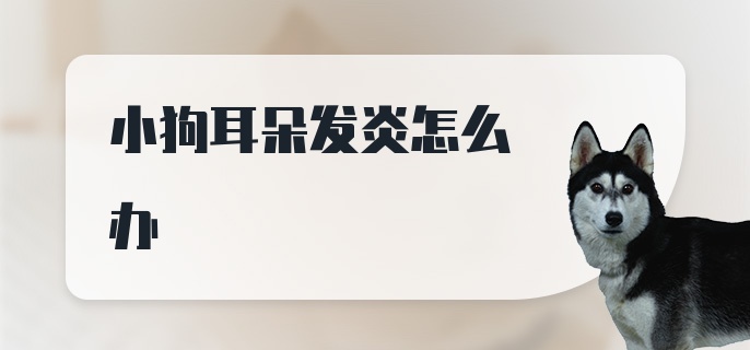 小狗耳朵发炎怎么办