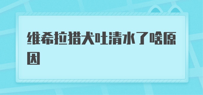 维希拉猎犬吐清水了啥原因