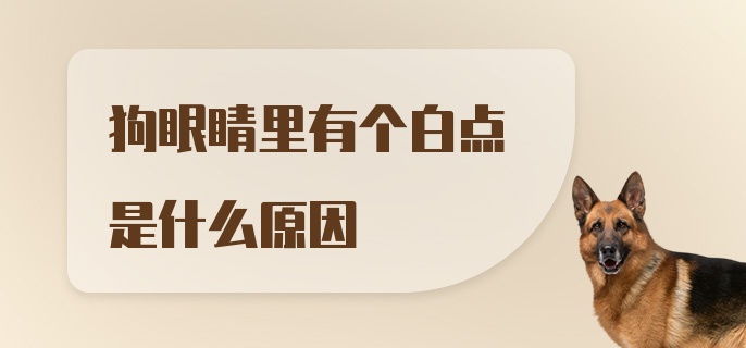 狗眼睛里有个白点是什么原因