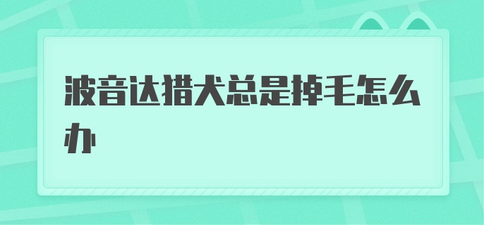 波音达猎犬总是掉毛怎么办