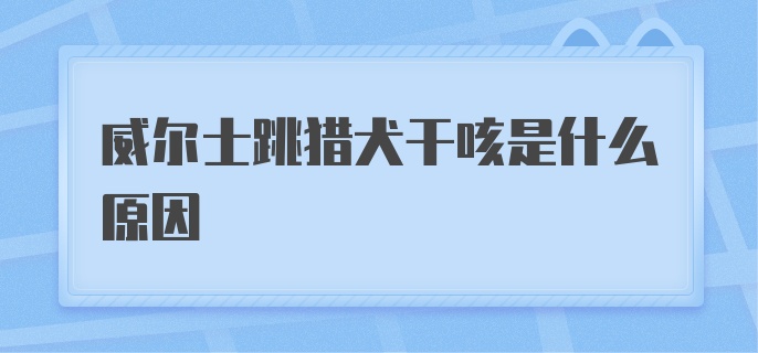 威尔士跳猎犬干咳是什么原因