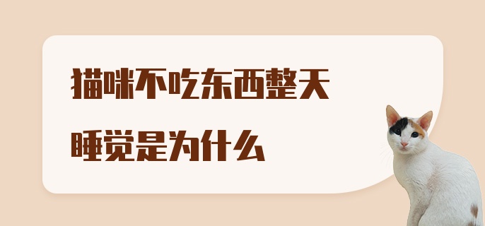 猫咪不吃东西整天睡觉是为什么