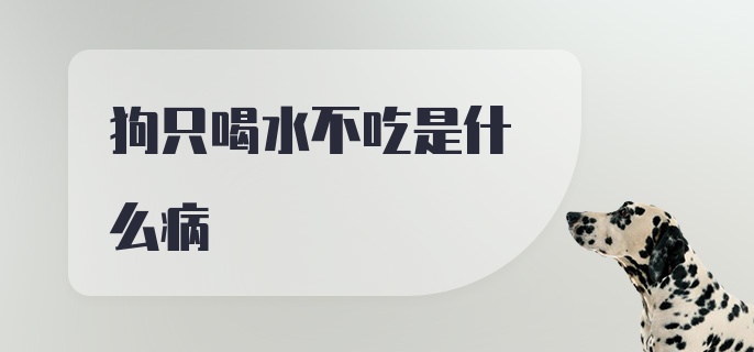 狗只喝水不吃是什么病