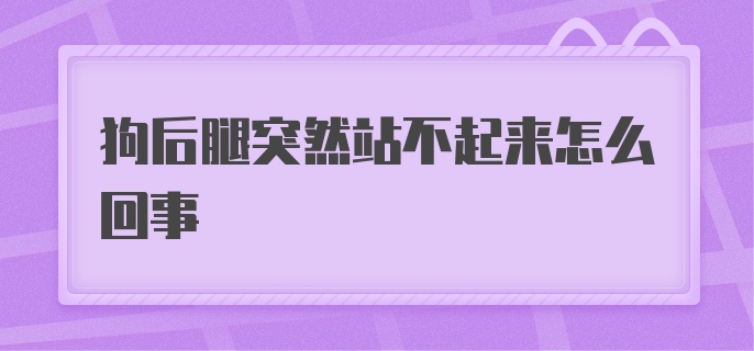 狗后腿突然站不起来怎么回事