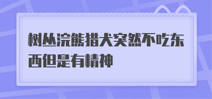 树丛浣熊猎犬突然不吃东西但是有精神