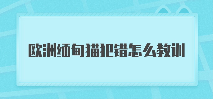 欧洲缅甸猫犯错怎么教训