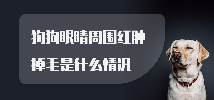 狗狗眼睛周围红肿掉毛是什么情况