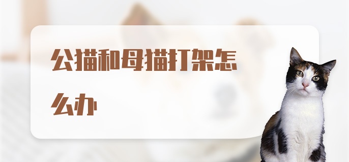 公猫和母猫打架怎么办