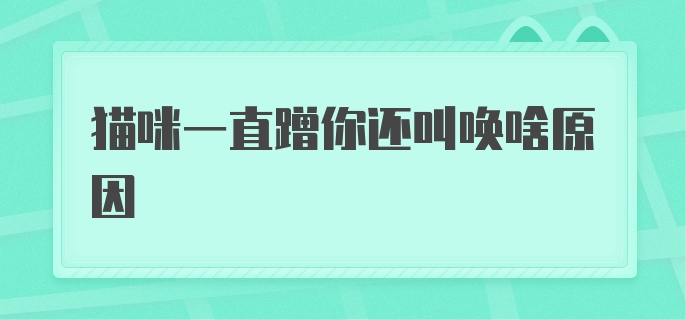 猫咪一直蹭你还叫唤啥原因？