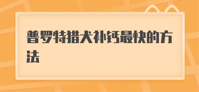 普罗特猎犬补钙最快的方法