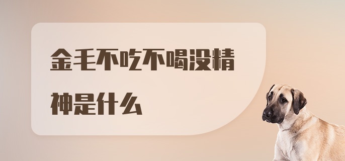 金毛不吃不喝没精神是什么