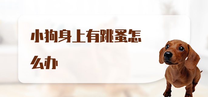 小狗身上有跳蚤怎么办