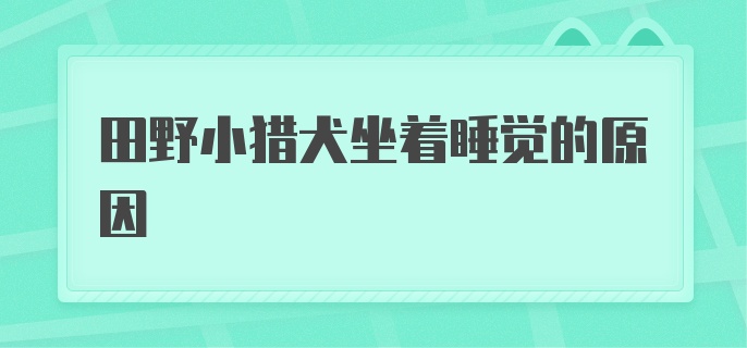 田野小猎犬坐着睡觉的原因