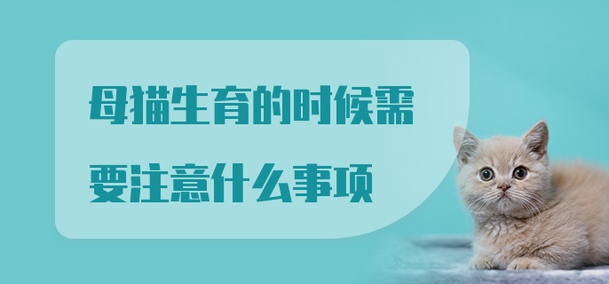 母猫生育的时候需要注意什么事项